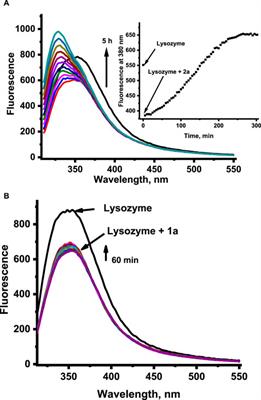 Exploring the coordination chemistry of ruthenium complexes with lysozymes: structural and in-solution studies